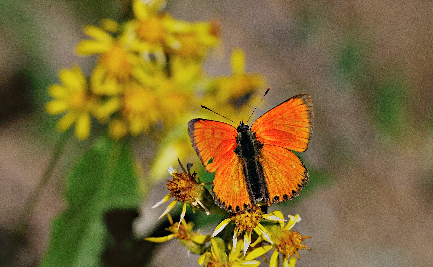 foto A053218, © Adriaan van Os, Andermatt 26-08-2019, altitud 1700 m, ♂ Lycaena virgaureae