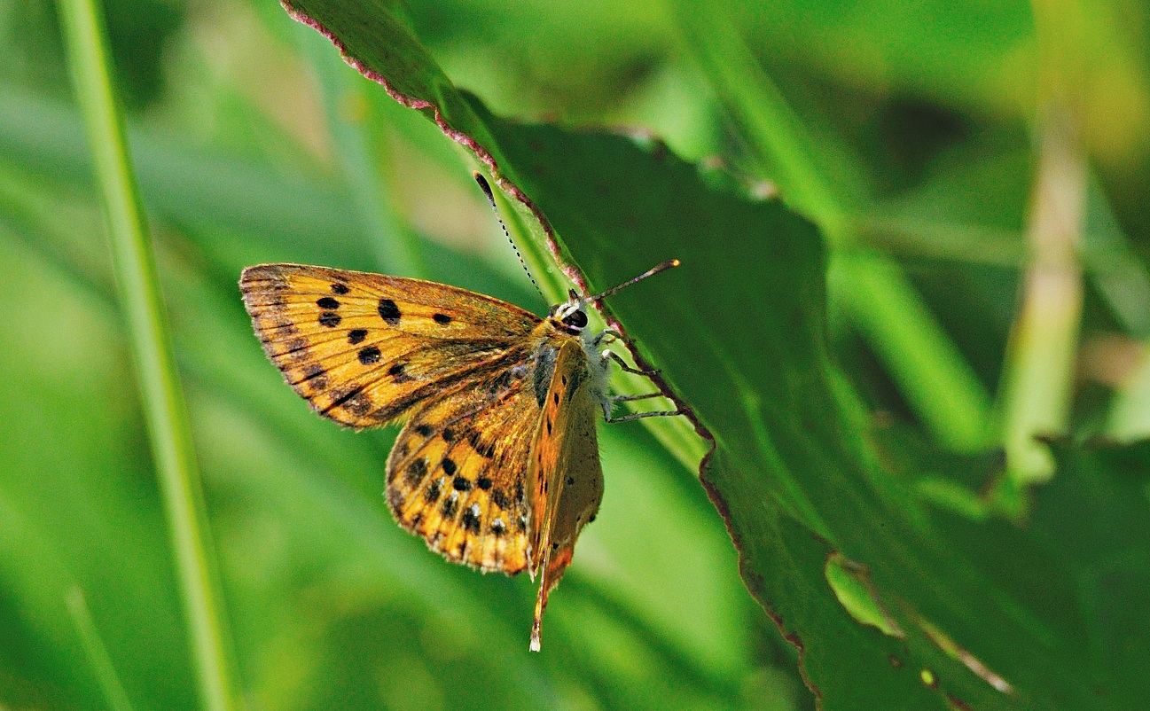 foto A053304, © Adriaan van Os, Andermatt 26-08-2019, altitud 1700 m, ♀ Lycaena virgaureae