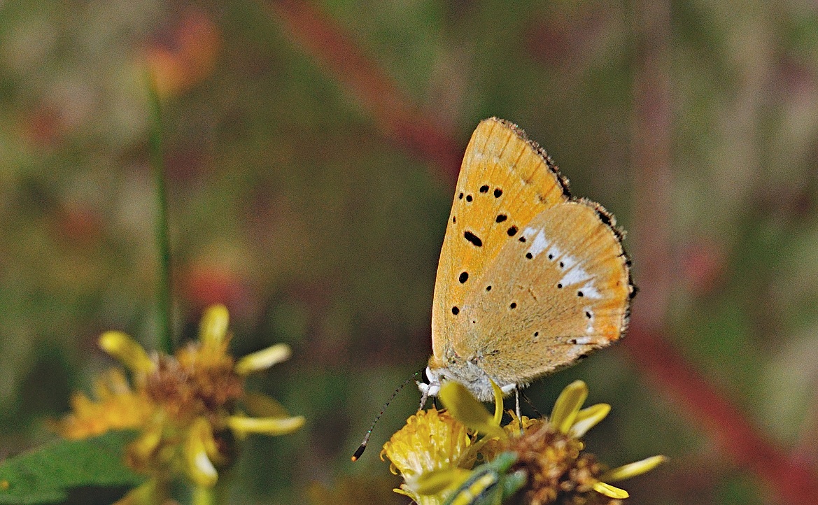 foto A053324, © Adriaan van Os, Andermatt 26-08-2019, altitud 1700 m, ♀ Lycaena virgaureae