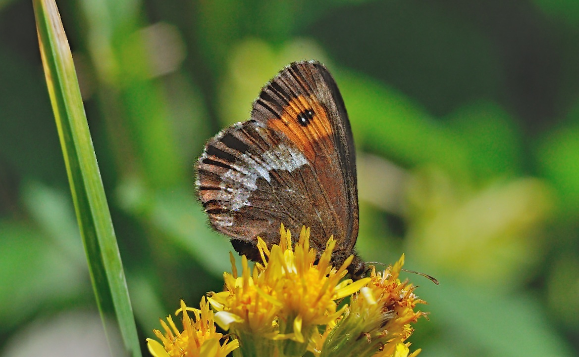 photo A053362, © Adriaan van Os, Andermatt 26-08-2019, altitude 1700 m, ♀ Erebia euryale