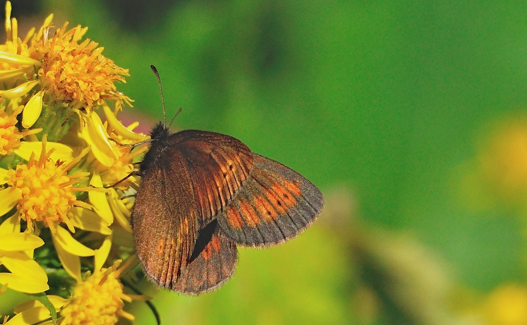 Foto A053418, © Adriaan van Os, Andermatt 26-08-2019, H�he 1700 m, Erebia melampus