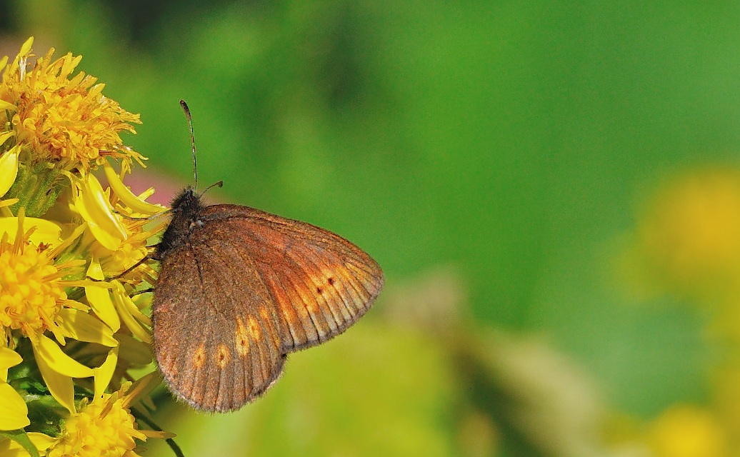 foto A053419, © Adriaan van Os, Andermatt 26-08-2019, altitud 1700 m, Erebia melampus