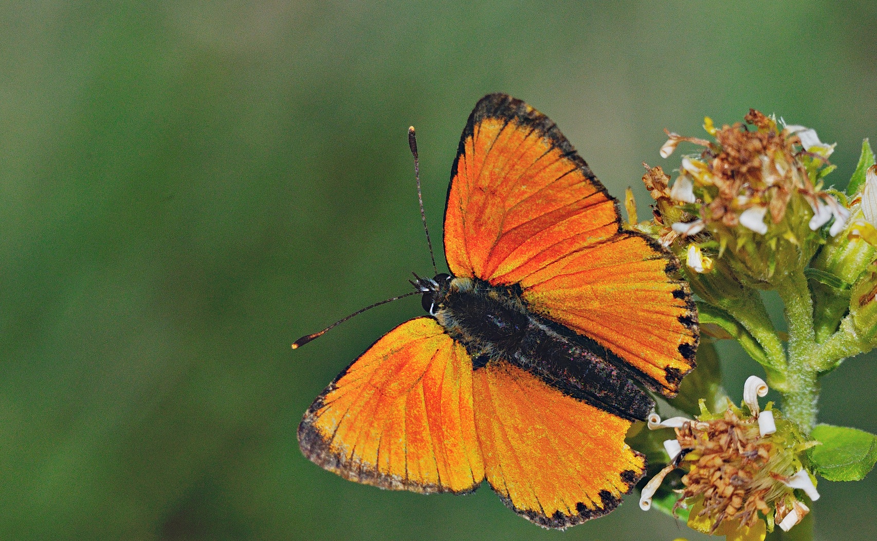 Foto A053464, © Adriaan van Os, Andermatt 26-08-2019, H�he 1700 m, ♂ Lycaena virgaureae