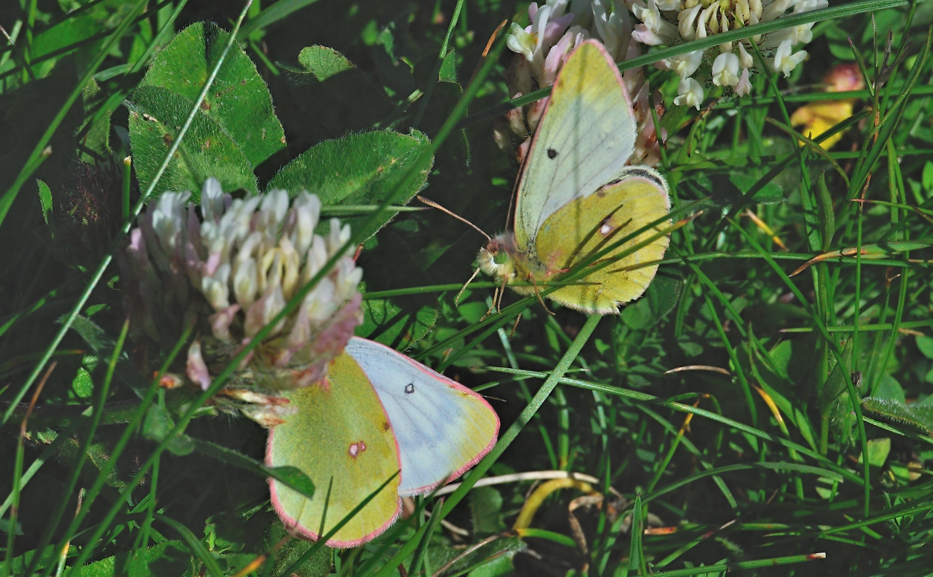 Foto A054420, © Adriaan van Os, Lavizzara 29-08-2019, H�he 2250 m, Colias phicomone