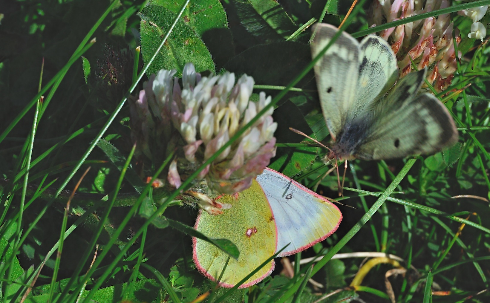 foto A054423, © Adriaan van Os, Lavizzara 29-08-2019, hoogte 2250 m, Colias phicomone