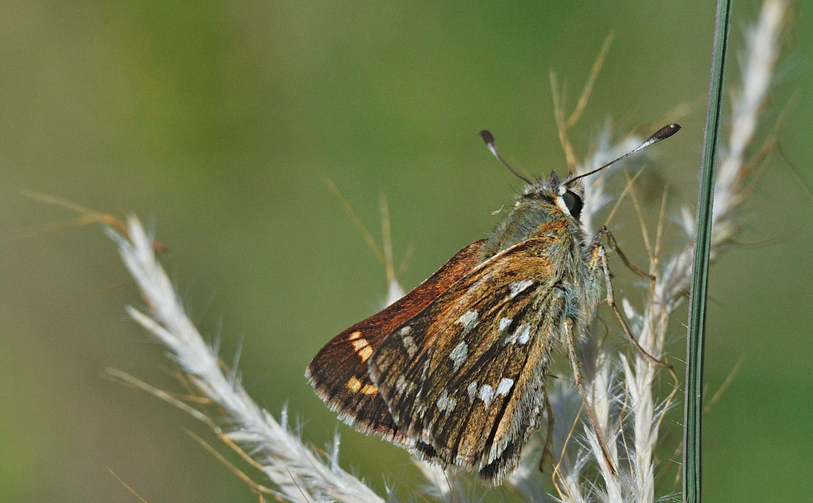 foto A054623, © Adriaan van Os, Montecrestese e.a. 30-08-2019, altitud 400 m, Hesperia comma