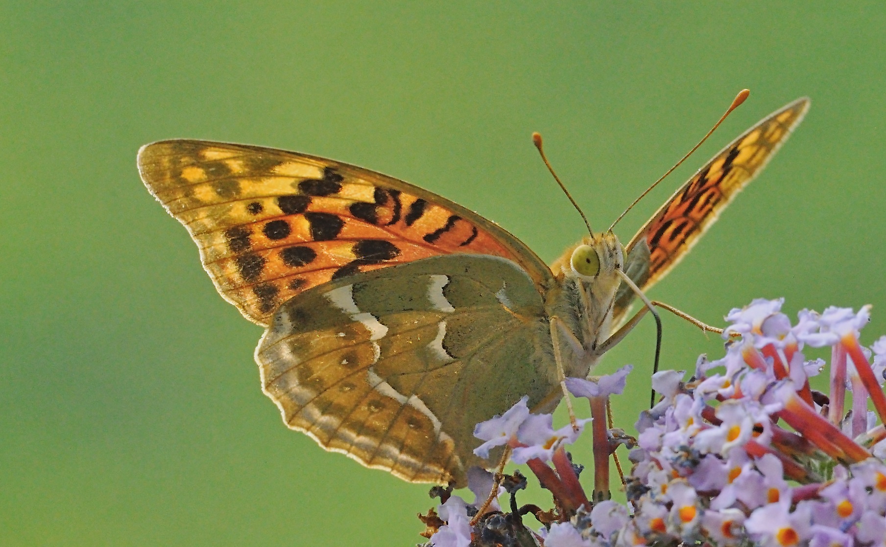 foto A054981, © Adriaan van Os, Corsavy 13-09-2019, altitud 800 m, ♀ Argynnis pandora