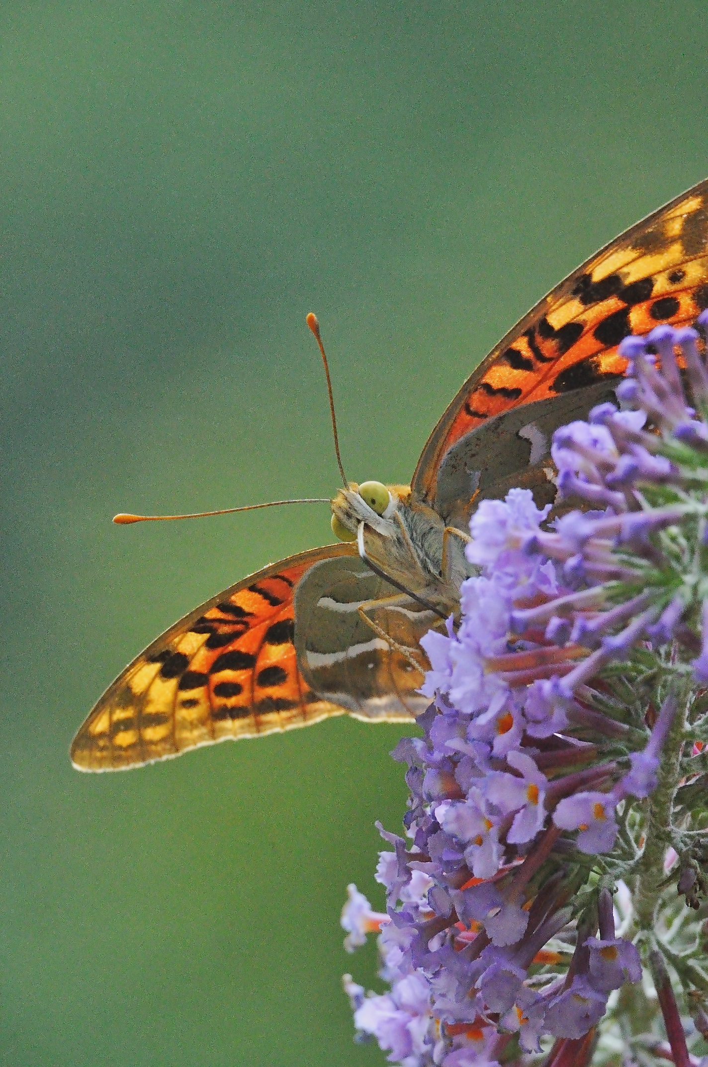 foto A055023, © Adriaan van Os, Corsavy 13-09-2019, altitud 800 m, ♀ Argynnis pandora