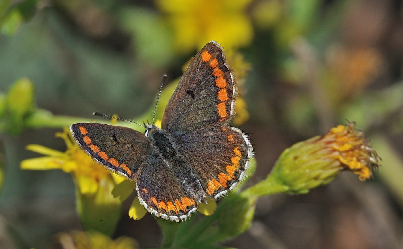 photo A063068, © Adriaan van Os, Oliva, Spanje 26-10-2019, Aricia cramera