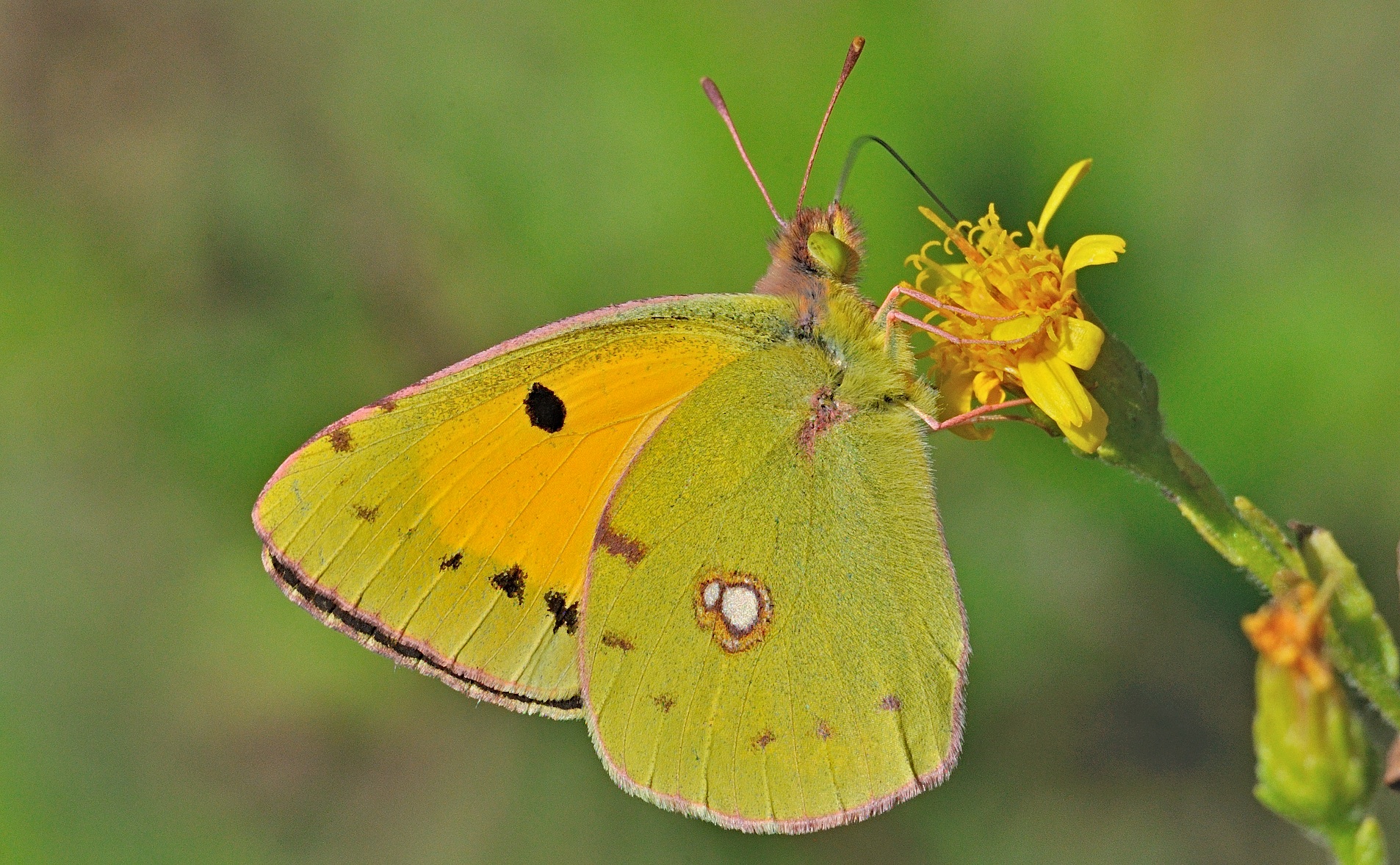 foto A063089, © Adriaan van Os, Oliva, Spanje 26-10-2019, ♀ Colias croceus