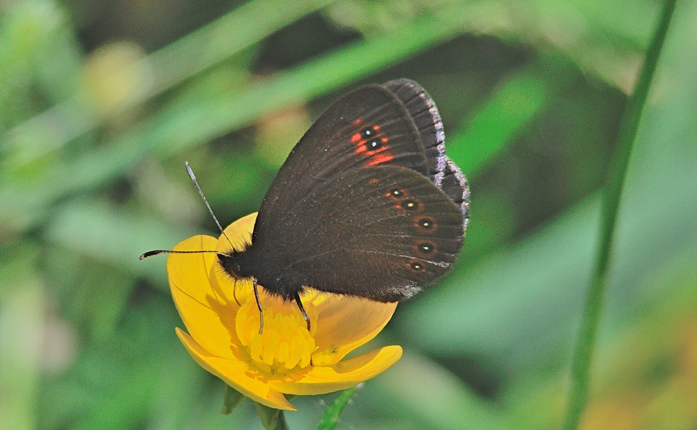 Foto A067486, © Adriaan van Os, Py 22-06-2020, H�he 1385 m, ♂ Erebia oeme