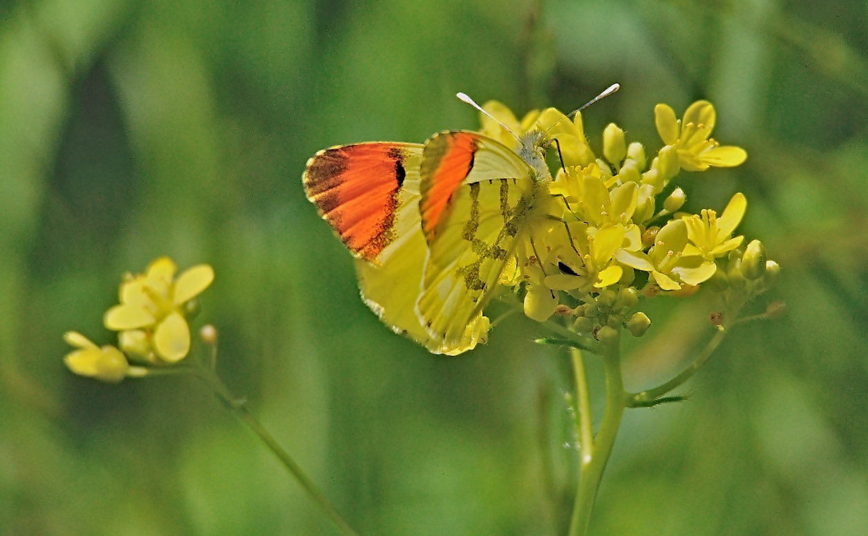 photo A067599, © Adriaan van Os, Py 22-06-2020, altitude 1385 m, ♂ Anthocharis euphenoides