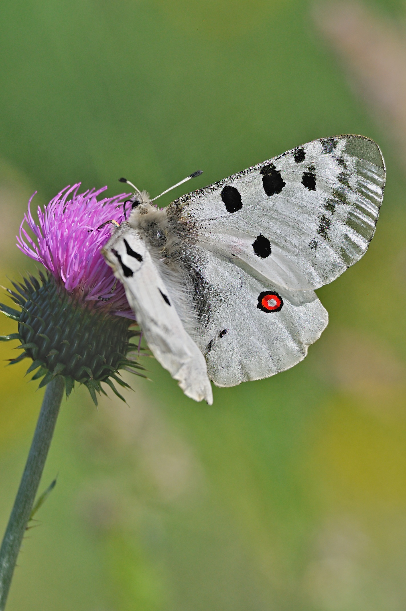Foto A067802, © Adriaan van Os, Py 22-06-2020, H�he 1385 m, Parnassius apollo