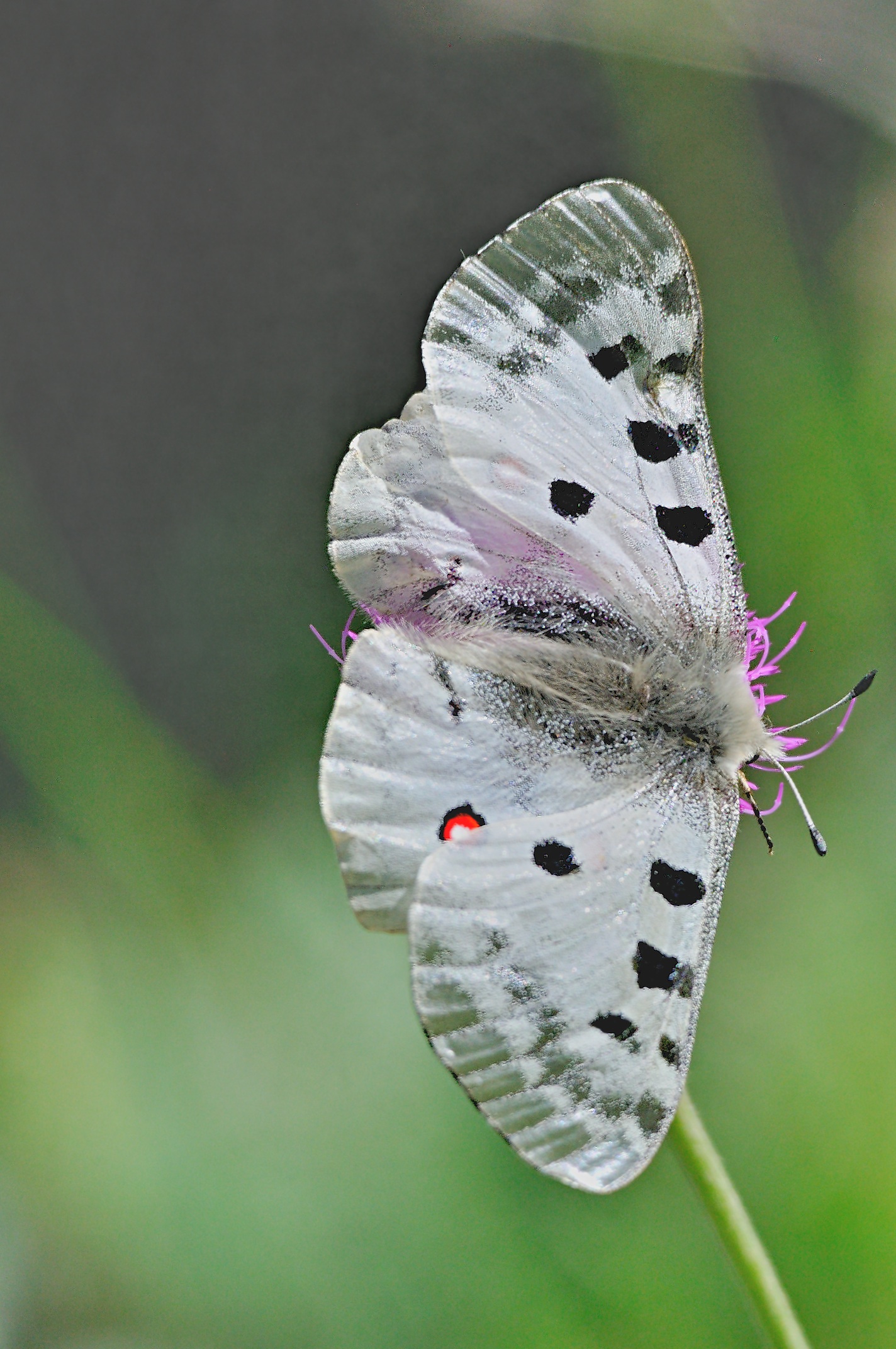 Foto A067869, © Adriaan van Os, Py 22-06-2020, H�he 1385 m, Parnassius apollo