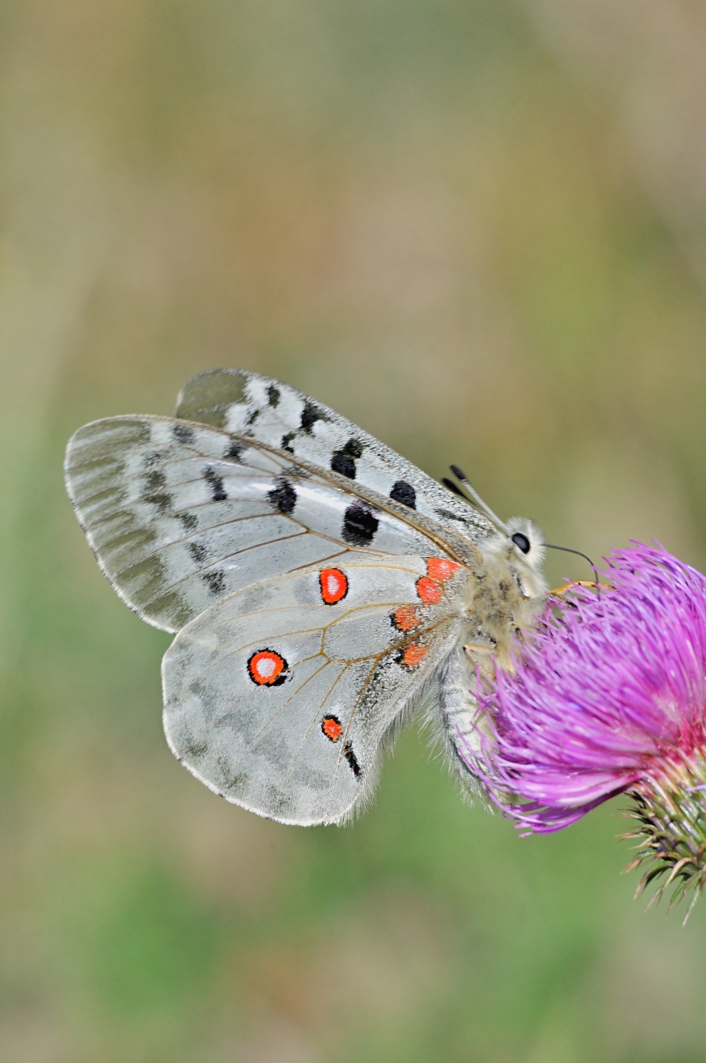 Foto A067904, © Adriaan van Os, Py 22-06-2020, H�he 1385 m, Parnassius apollo