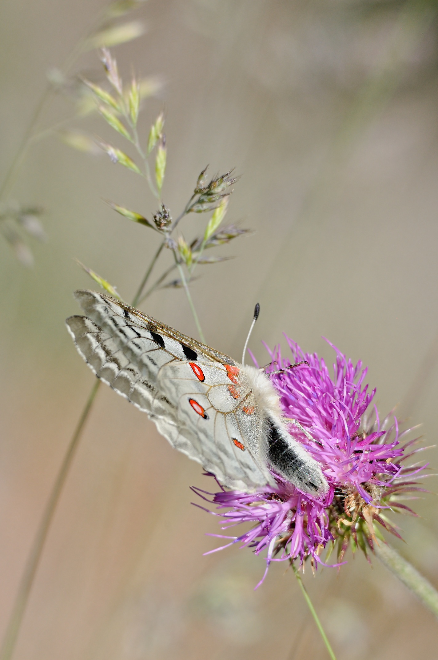 photo A067931, © Adriaan van Os, Py 22-06-2020, altitudo 1385 m, ♀ Parnassius apollo