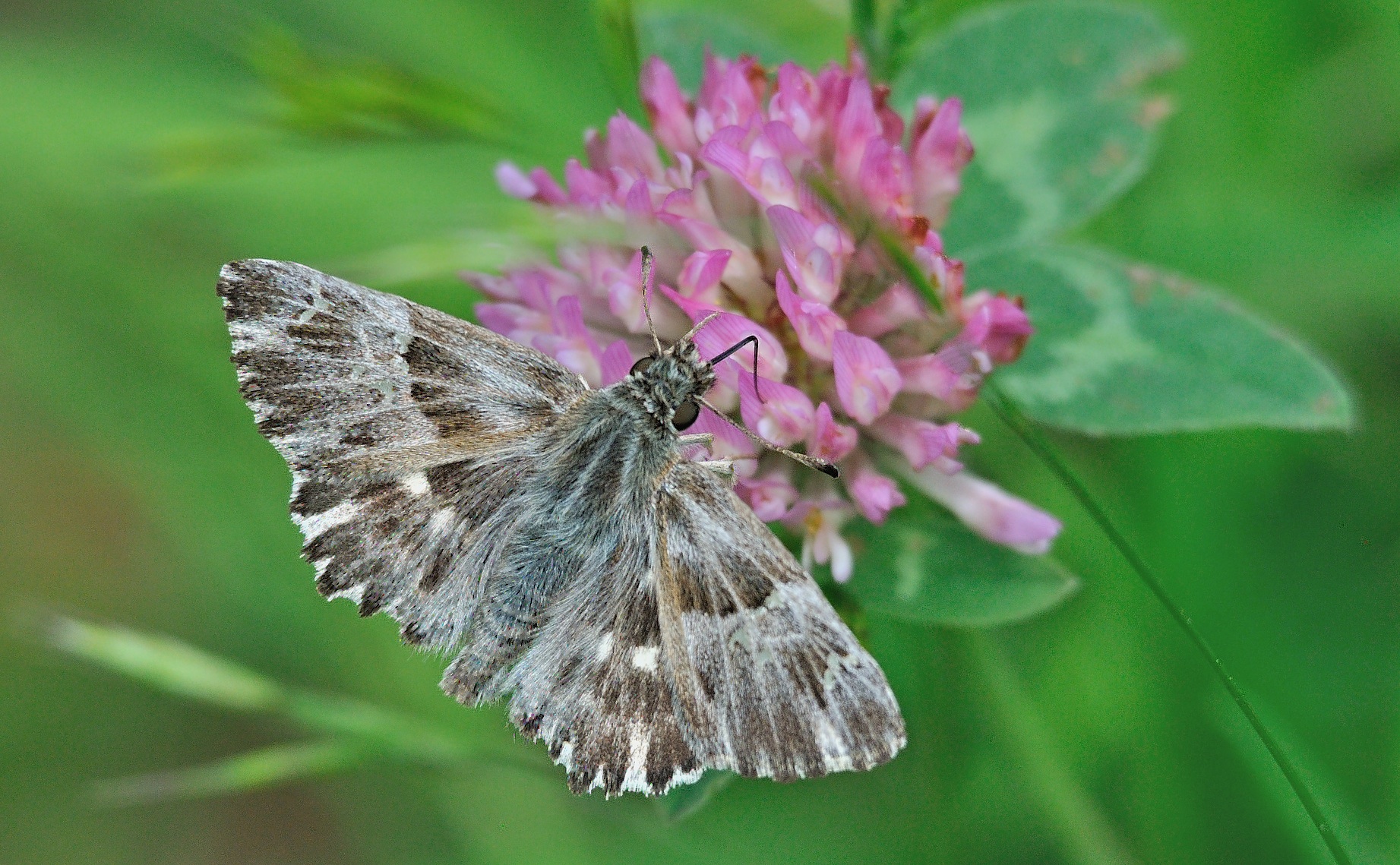 photo A068094, © Adriaan van Os, Corsavy 24-06-2020, altitude 1350 m, ♂ Carcharodus floccifera