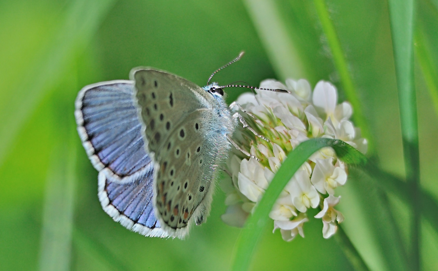 foto A069116, © Adriaan van Os, Evol 04-07-2020, altitud 850 m, ♂ Polyommatus escheri