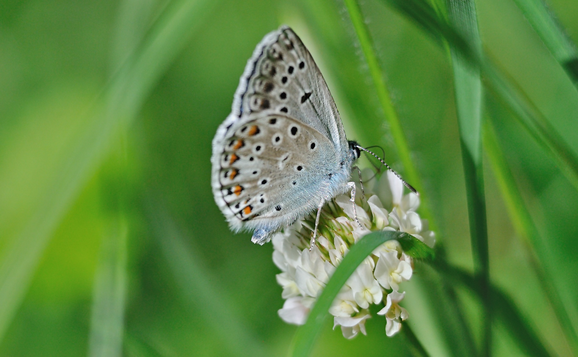foto A069124, © Adriaan van Os, Evol 04-07-2020, altitud 850 m, ♂ Polyommatus escheri