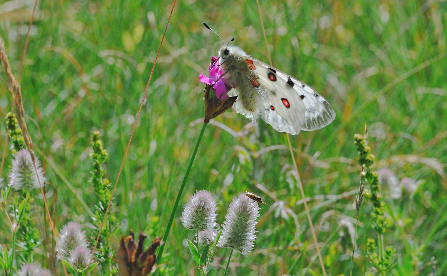 photo A069280, © Adriaan van Os, Plan�s 05-07-2020, altitudo 1525 m, ♂ Parnassius apollo