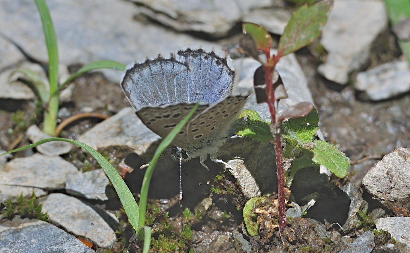 foto A069864, © Adriaan van Os, Evol 17-07-2020, altitud 850 m, ♂ Pseudophilotes baton panoptes