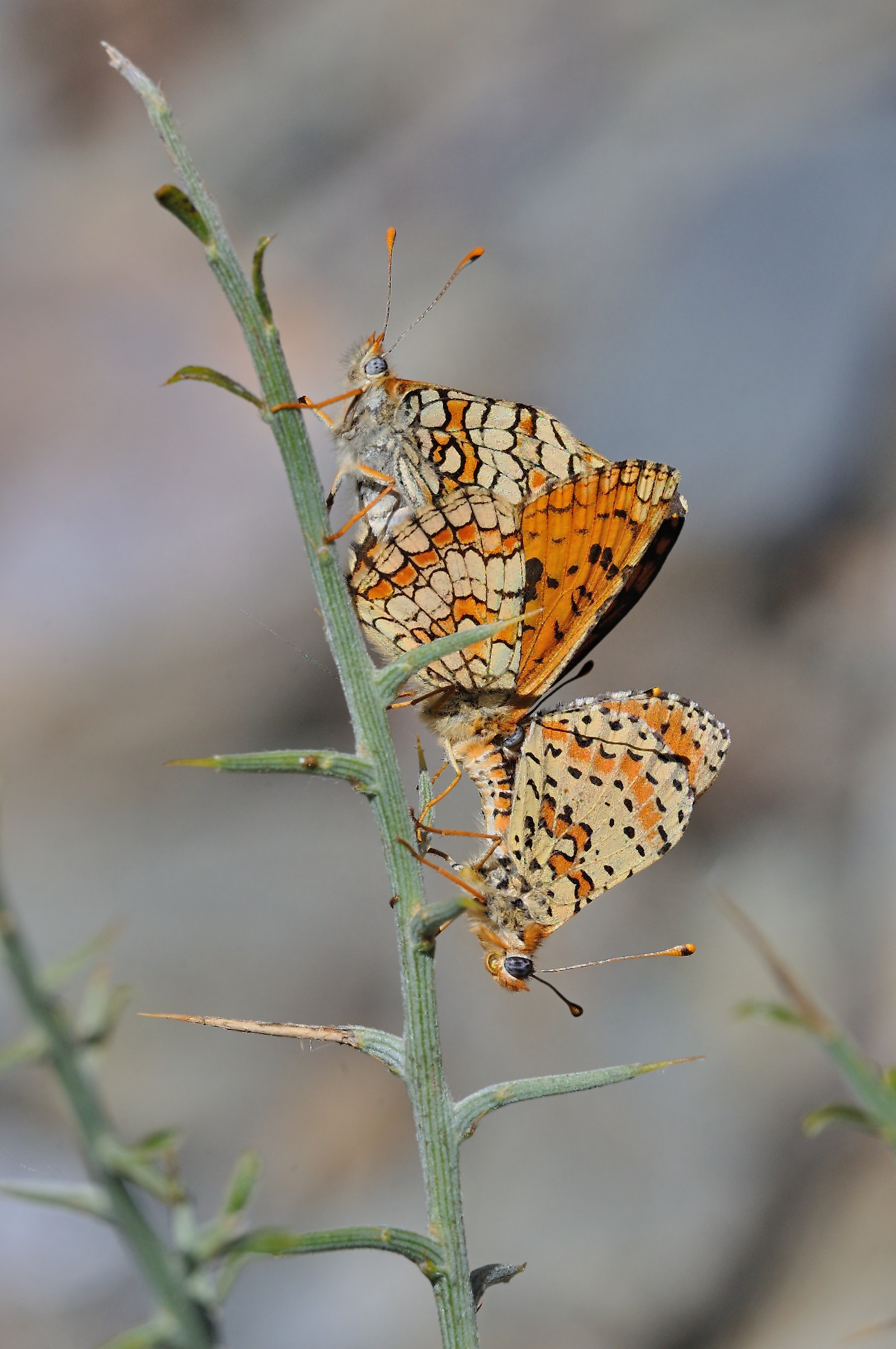 foto A069921, © Adriaan van Os, Evol 17-07-2020, altitud 850 m, Melitaea parthenoides (dalt) amb Melitaea didyma (baix), aparellament