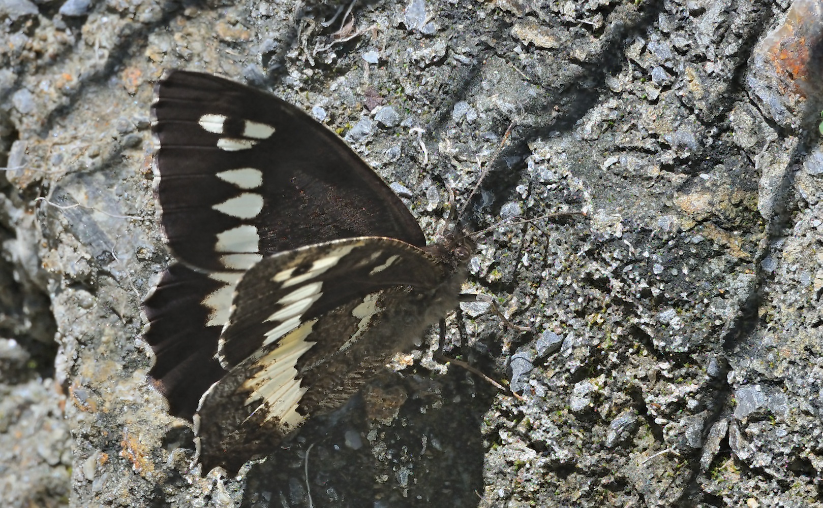 foto A070021, © Adriaan van Os, Olette 17-07-2020, altitud 1075 m, ♂ Brintesia circe