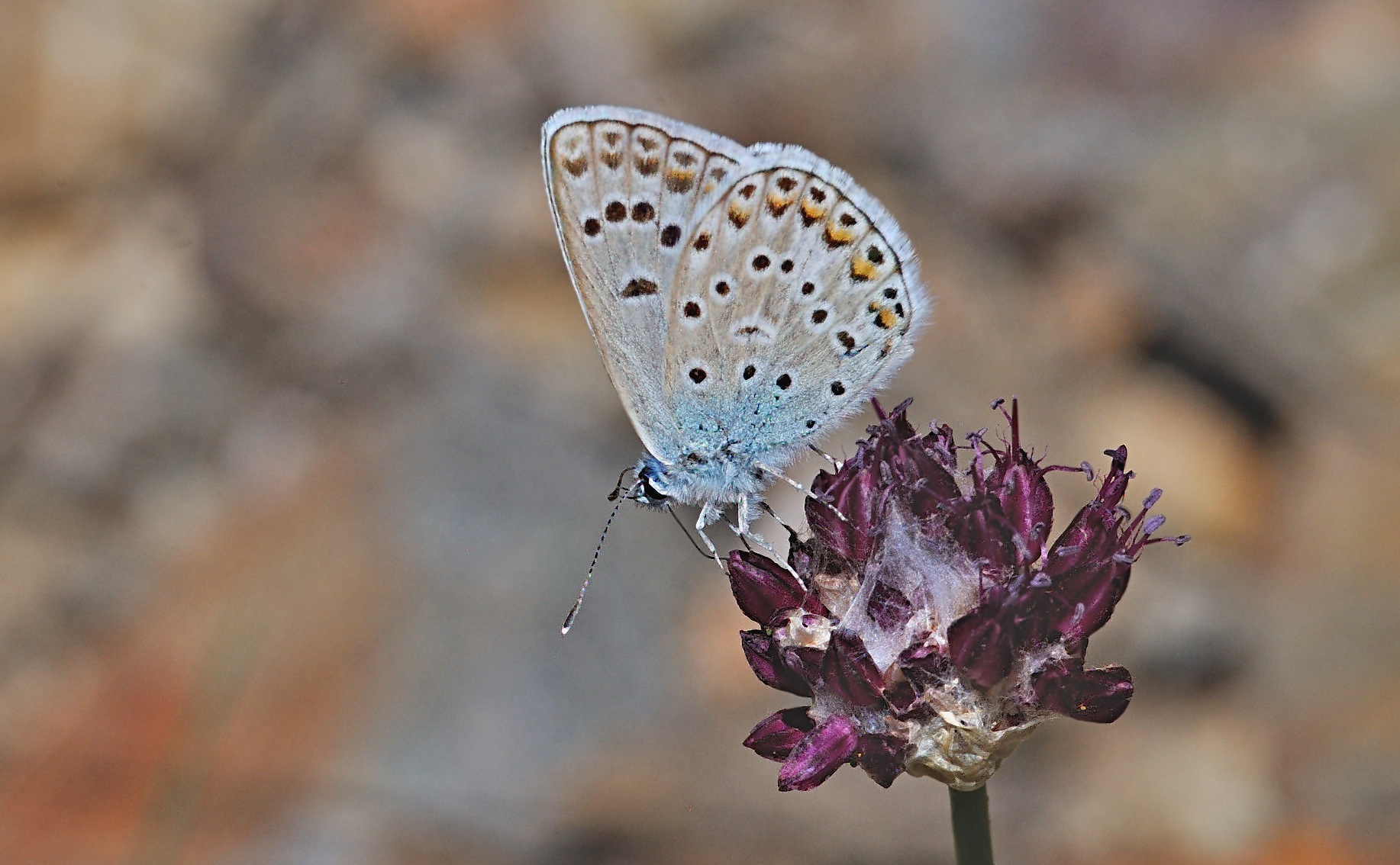foto A070043, © Adriaan van Os, Olette 17-07-2020, altitud 1075 m, ♂ Polyommatus escheri