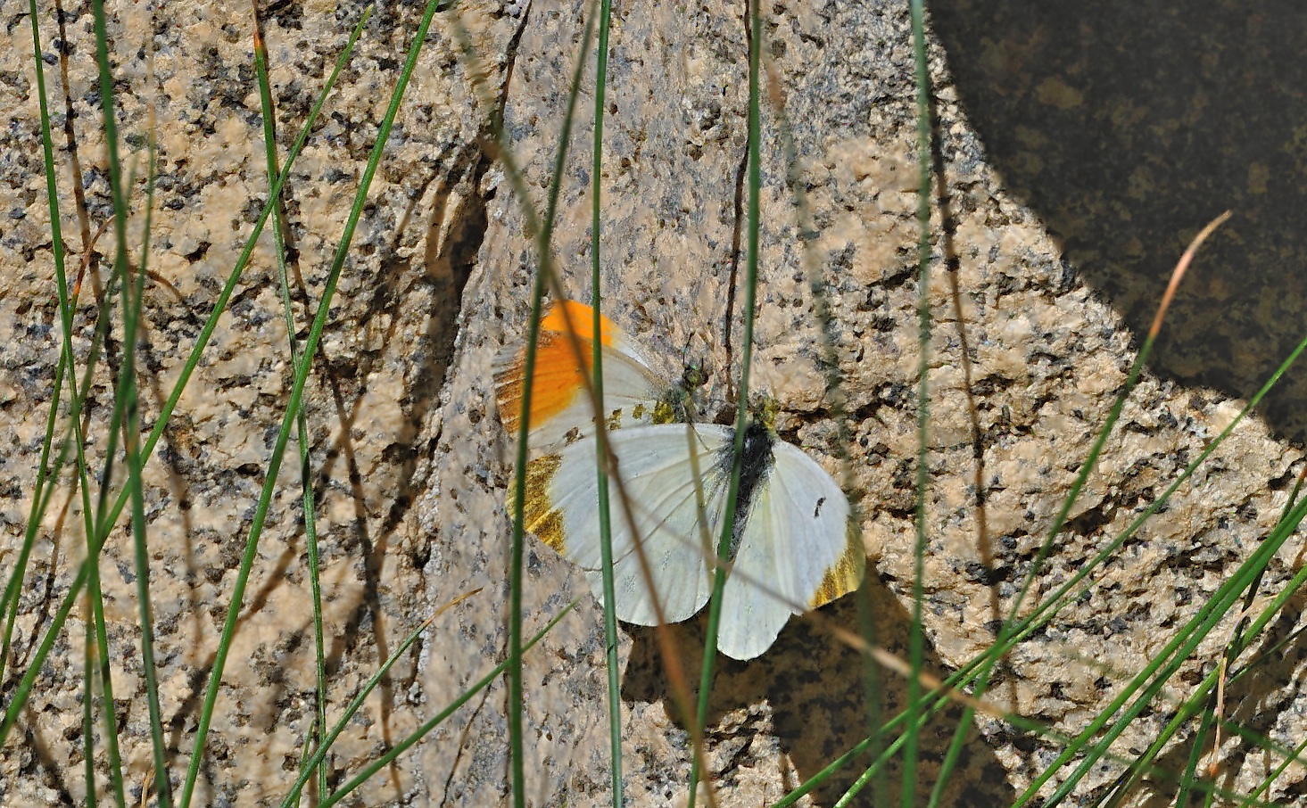 foto A070163, © Adriaan van Os, Aygut�bia 17-07-2020, altitud 1455 m, ♀ Anthocharis euphenoides (baix) amb Anthocharis cardamines (dalt)