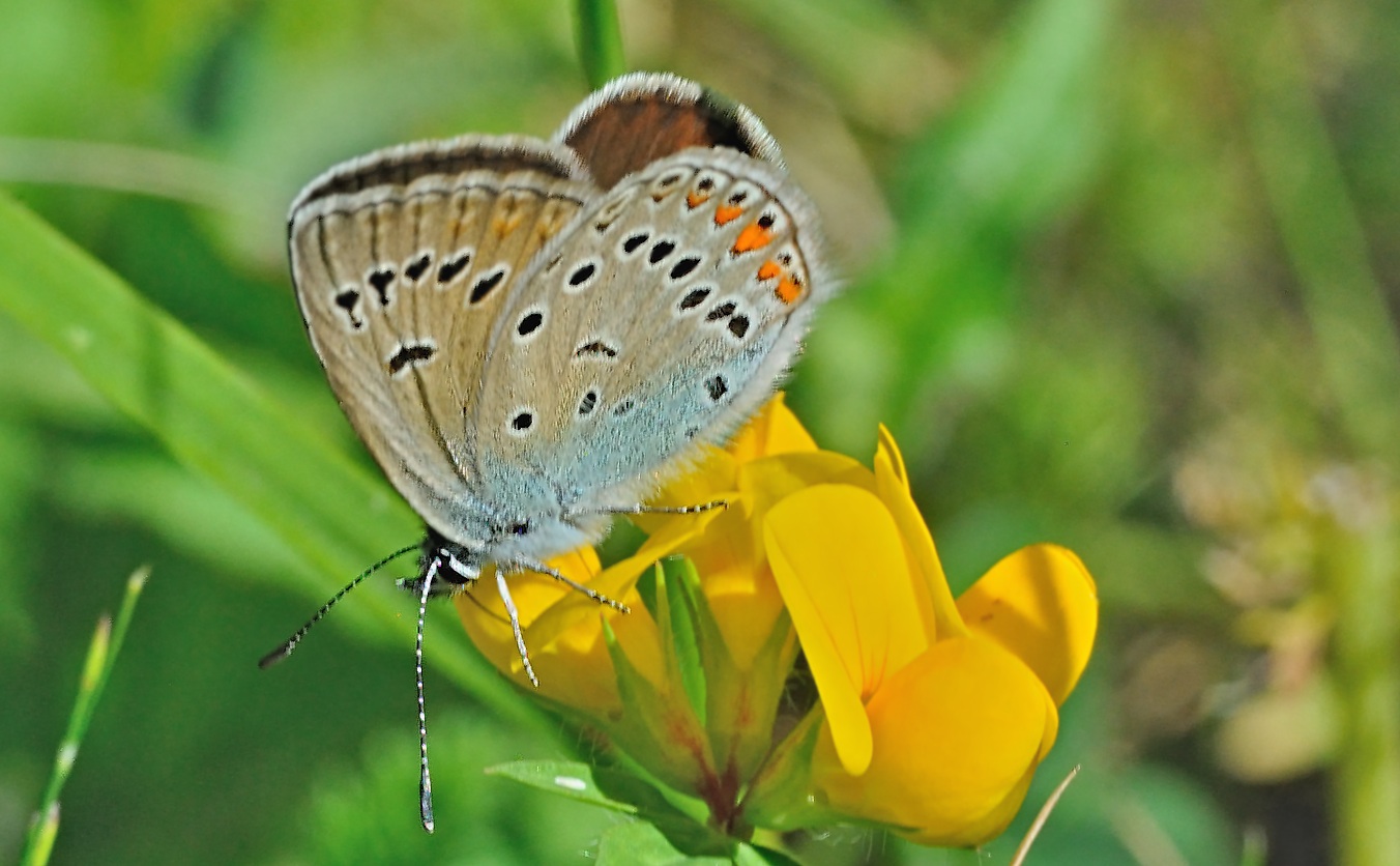 foto A070172, © Adriaan van Os, Aygut�bia 17-07-2020, altitud 1455 m, ♀ Polyommatus amandus