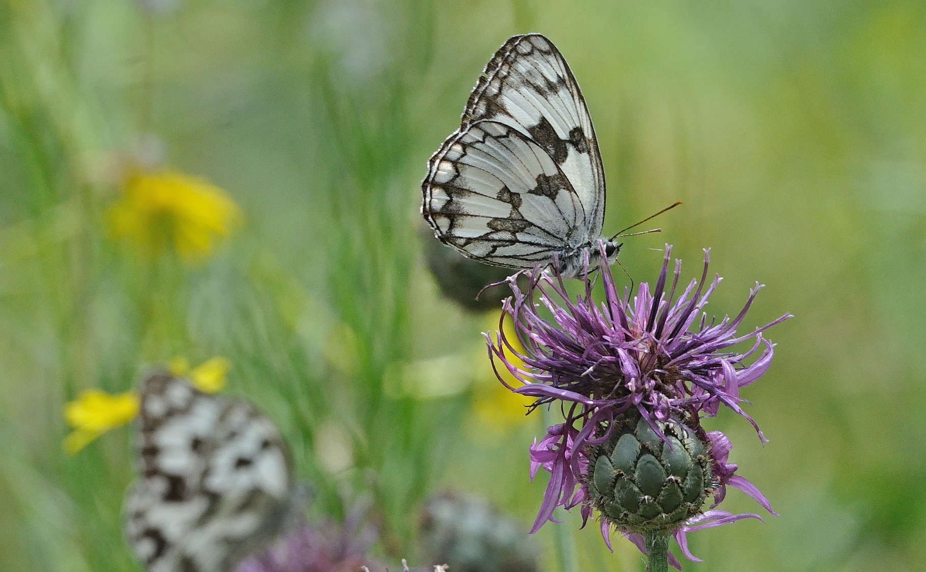 foto A070520, © Adriaan van Os, Evol 19-07-2020, altitud 850 m, Melanargia lachesis