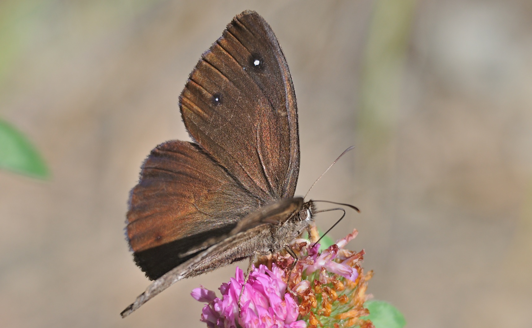 Foto A071143, © Adriaan van Os, Urbanya 29-07-2020, H�he 842 m, ♂ Satyrus ferula