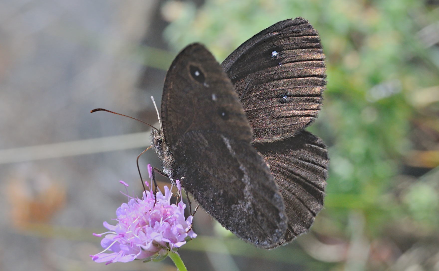 foto A071198, © Adriaan van Os, Urbanya 29-07-2020, altitud 850 m, ♂ Satyrus ferula