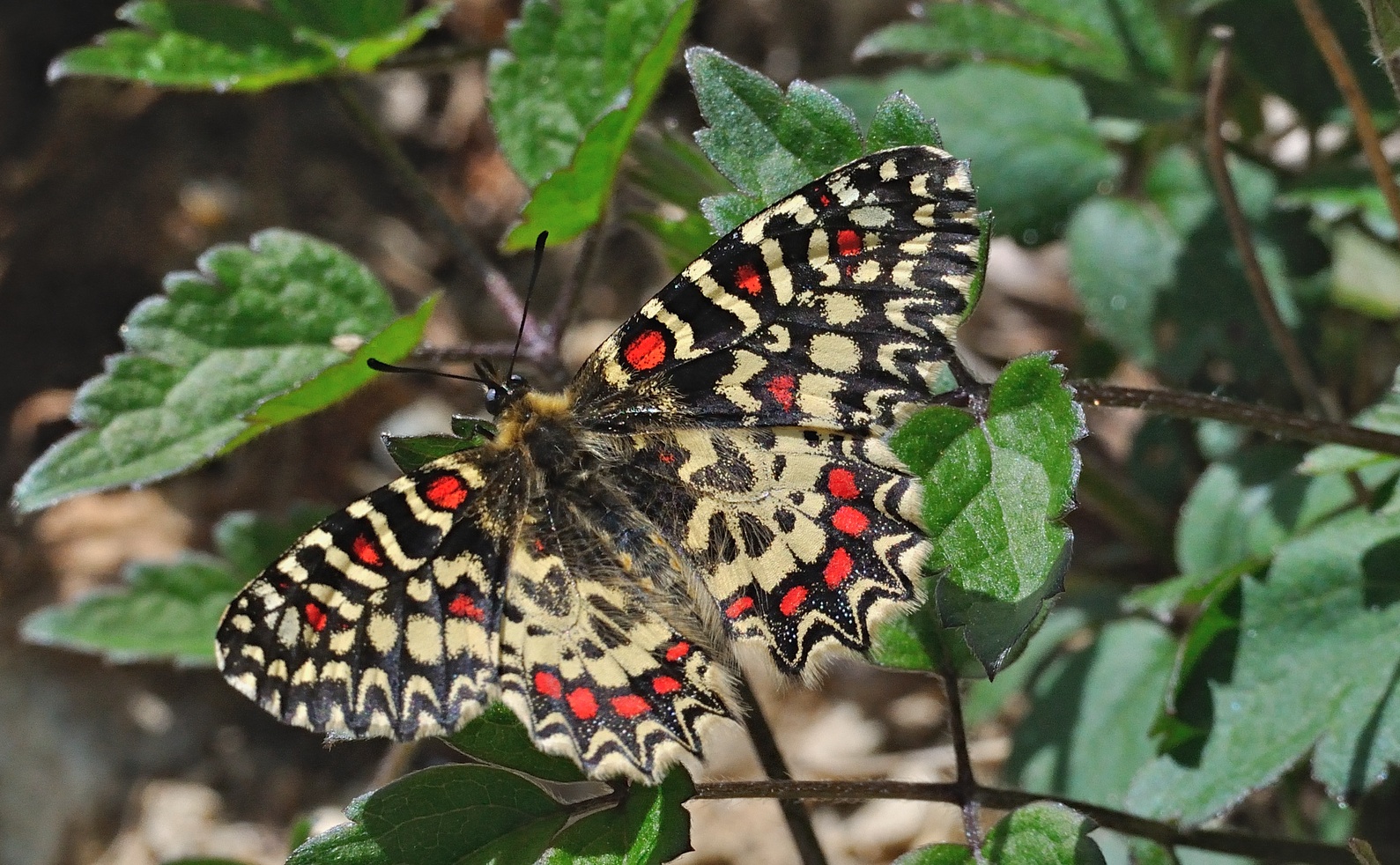 foto A072261, © Adriaan van Os, Corsavy 01-04-2021, hoogte 800 m, Zerynthia rumina