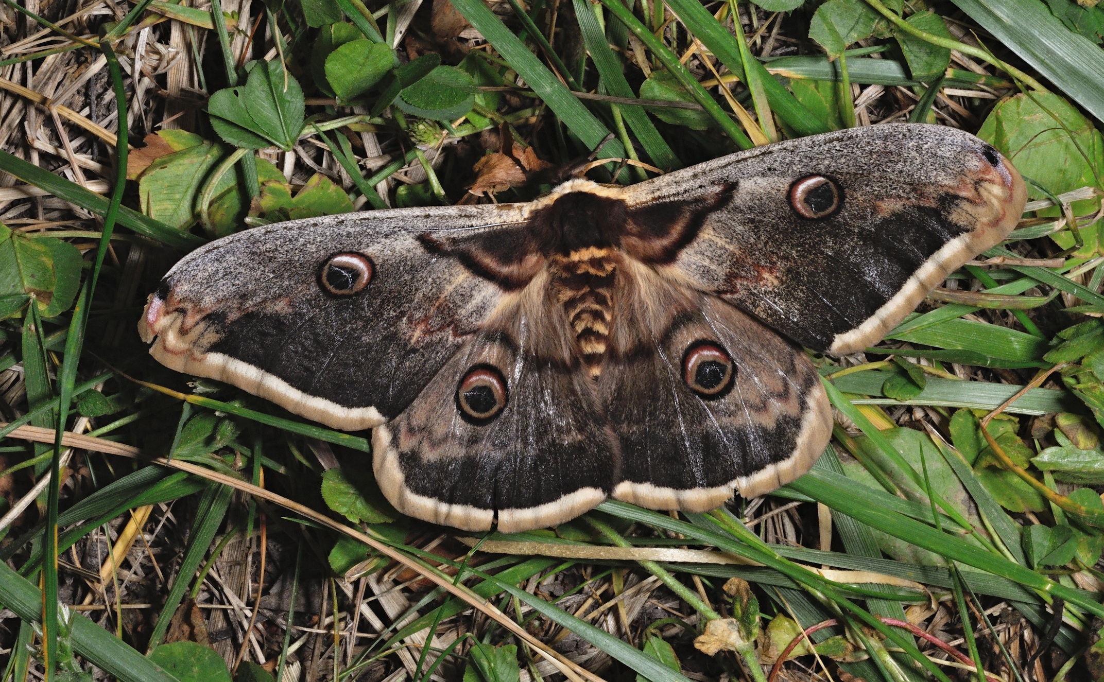 Foto A073594, © Adriaan van Os, Coustouges 21-05-2022, H�he 820 m, Saturnia pyri
