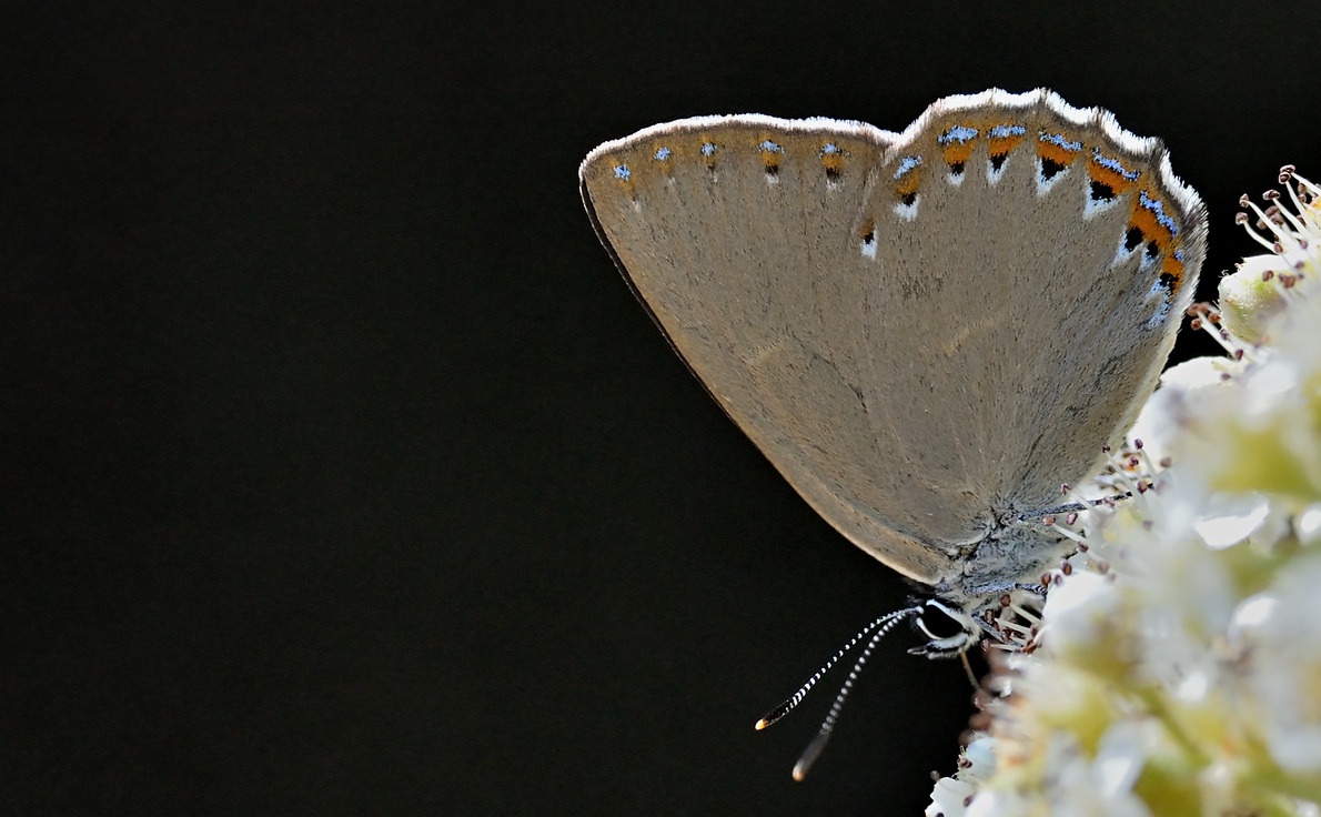foto A074125, © Adriaan van Os, Coustouges 24-06-2023, altitud 820 m, Laeosopis roboris