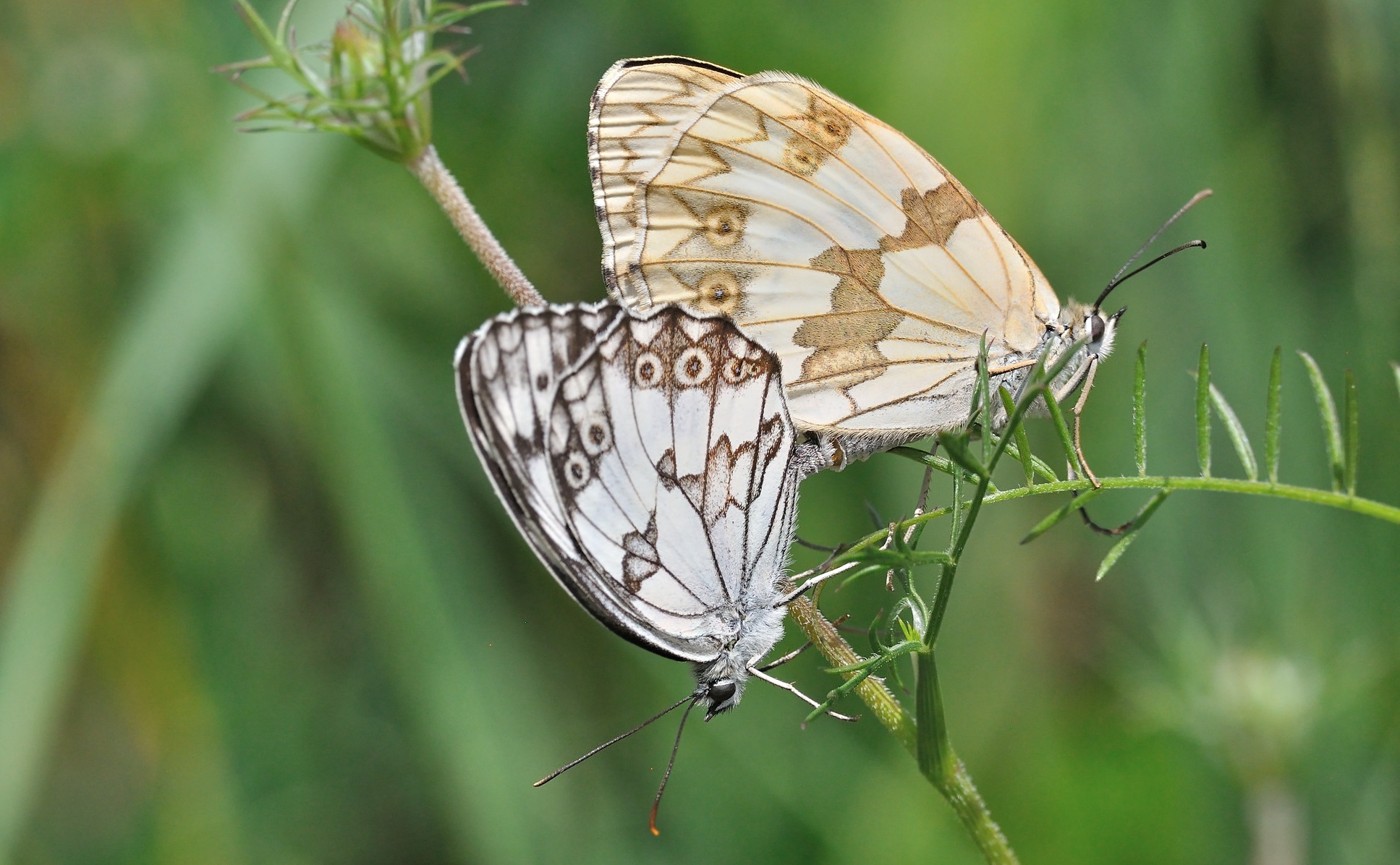 foto A074175, © Adriaan van Os, Coustouges 06-07-2023, hoogte 800 m, Melanargia lachesis, paring