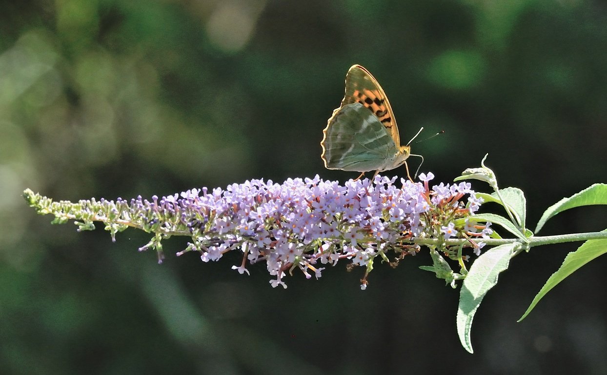 photo A074326, © Adriaan van Os, Coustouges 08-07-2023, altitude 800 m, Argynnis paphia