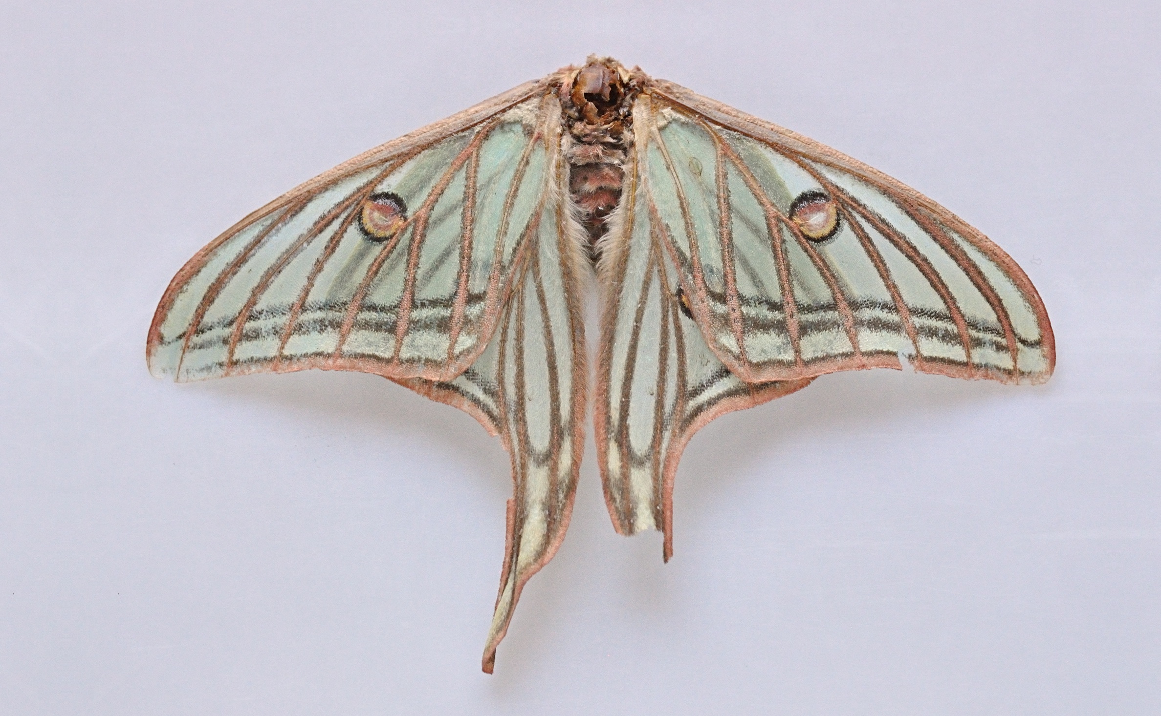 foto A074521, © Adriaan van Os, Coustouges, altitud 830 m, Graellsia isabellae, danyat