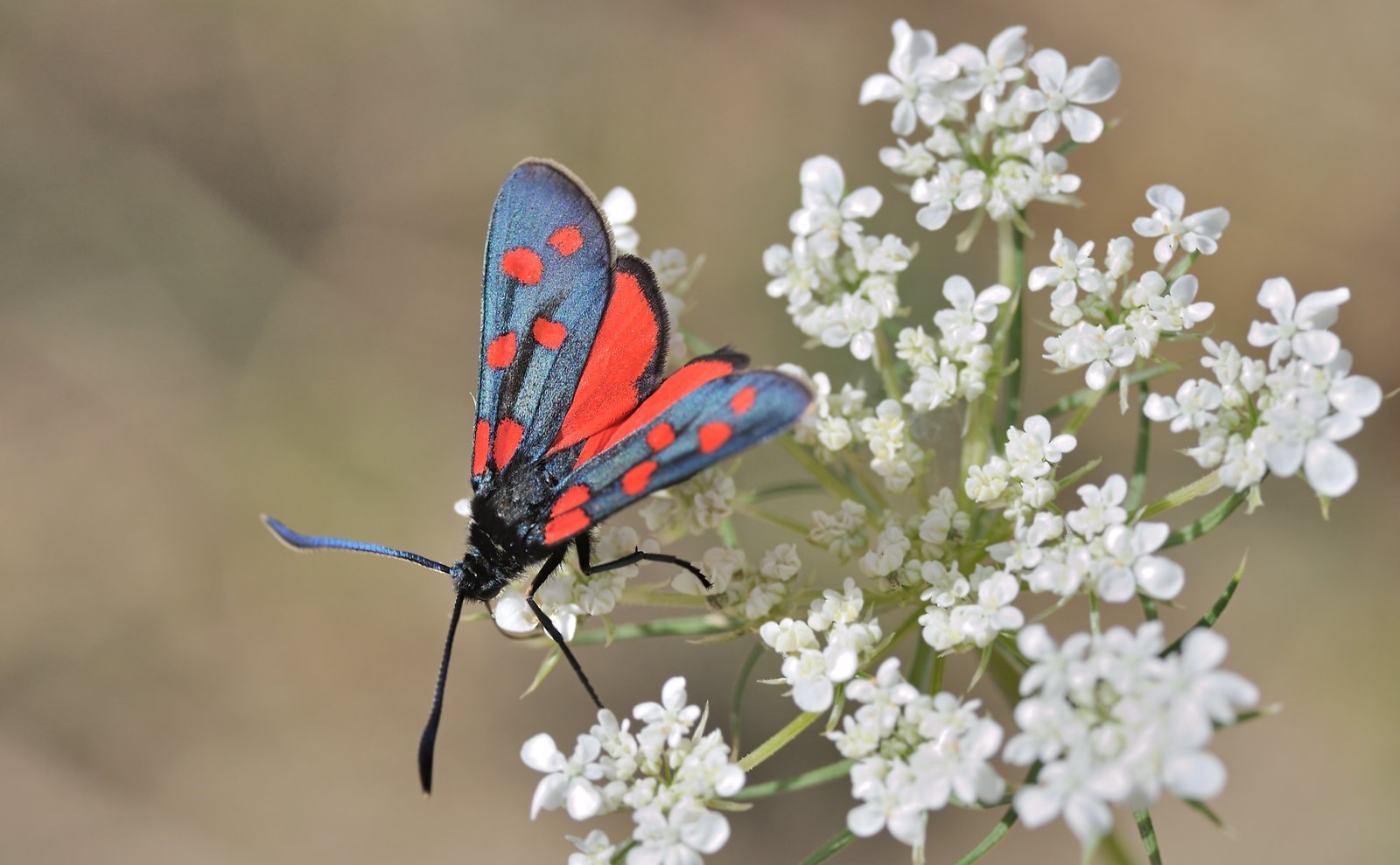 foto A074659, © Adriaan van Os, Coustouges 11-09-2023, hoogte 800 m, Zygaena transalpina ?
