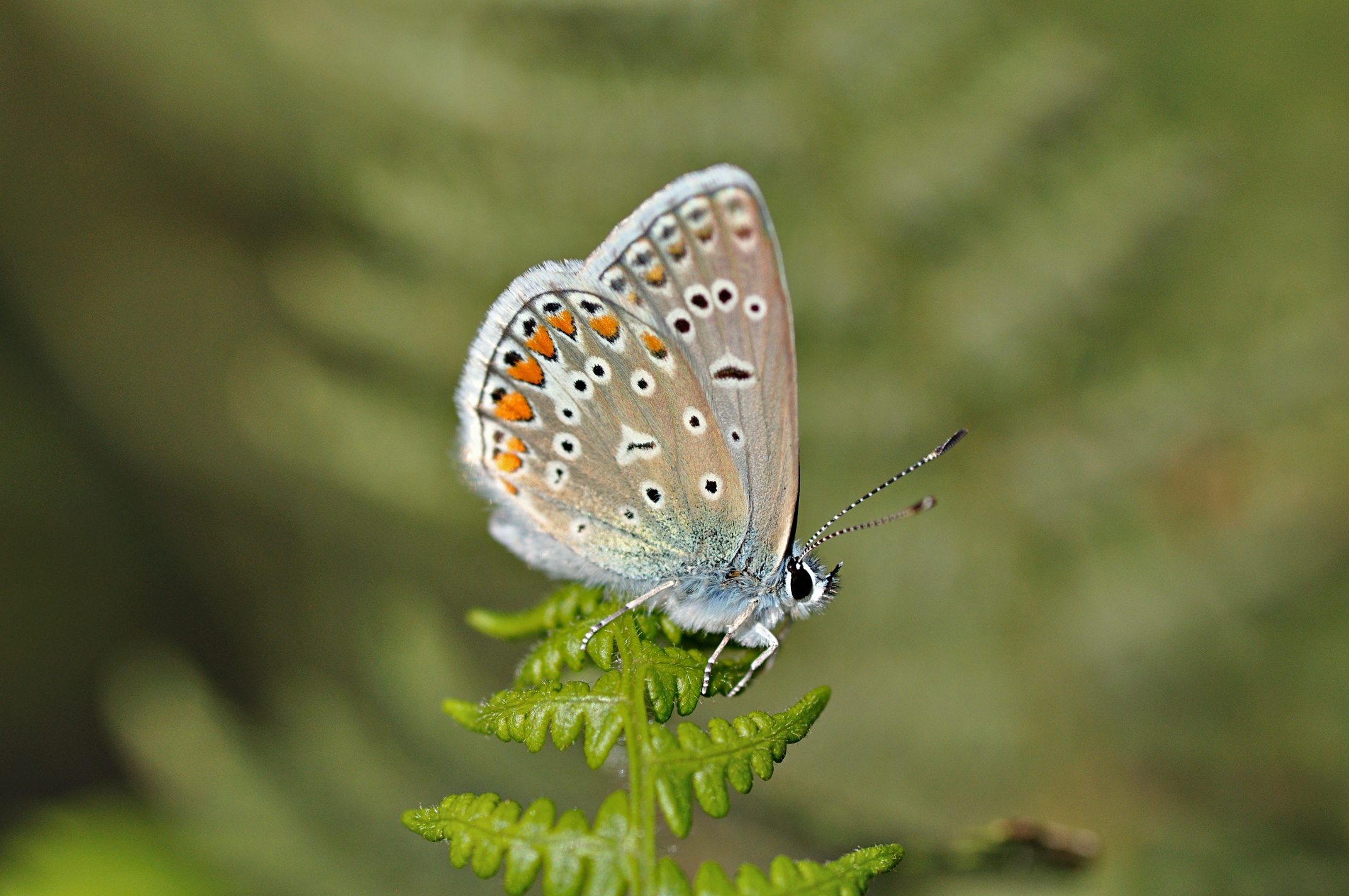 photo B033645, © Adriaan van Os, Corsavy 24-08-2017, altitudo 1300 m, ♂ Polyommatus icarus