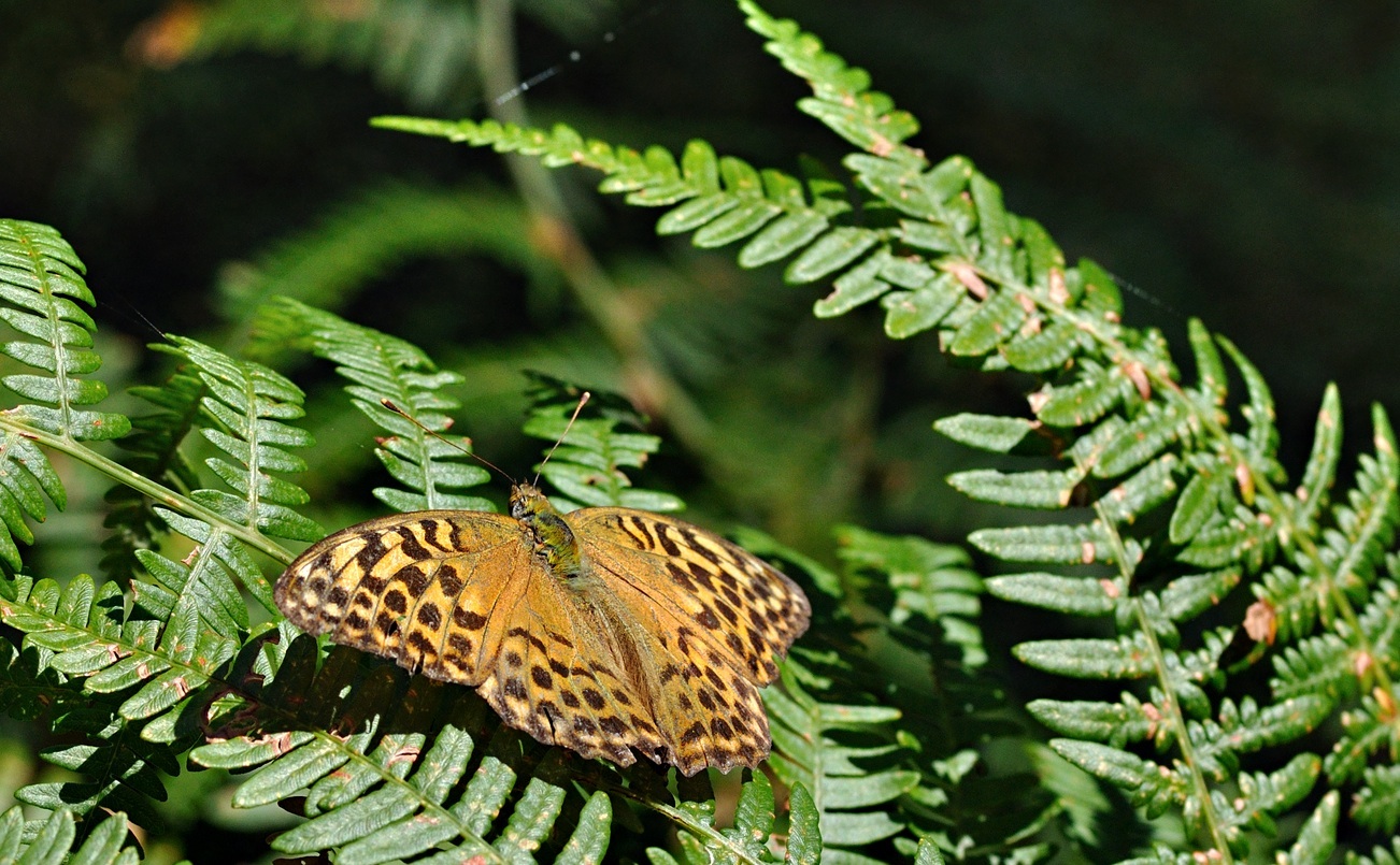 Foto B033819, © Adriaan van Os, Corsavy 24-08-2017, H�he 1300 m, ♀ Argynnis paphia valezina
