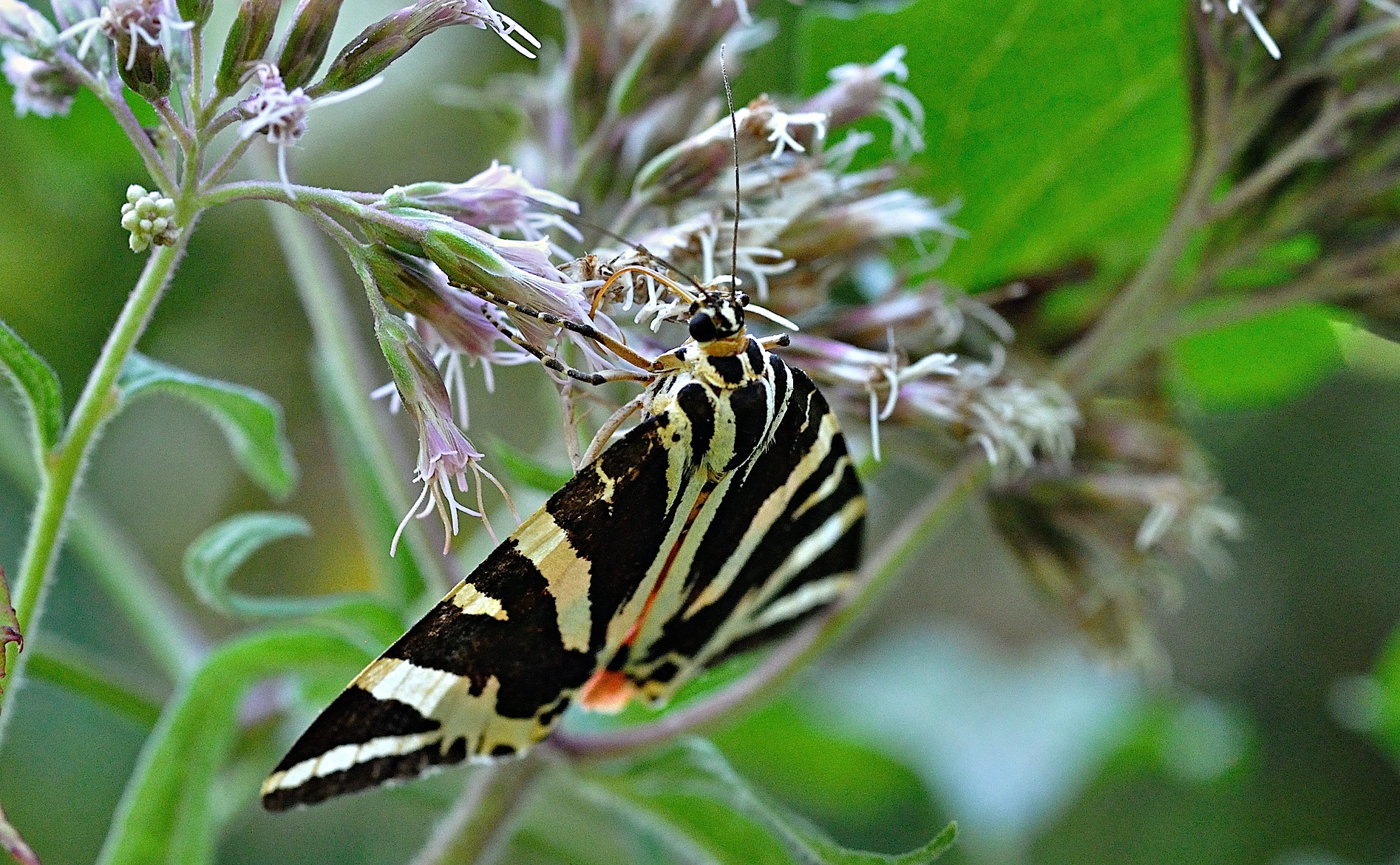 foto B033994, © Adriaan van Os, Montferrer 24-08-2017, altitud 800 m, Euplagia quadripunctaria