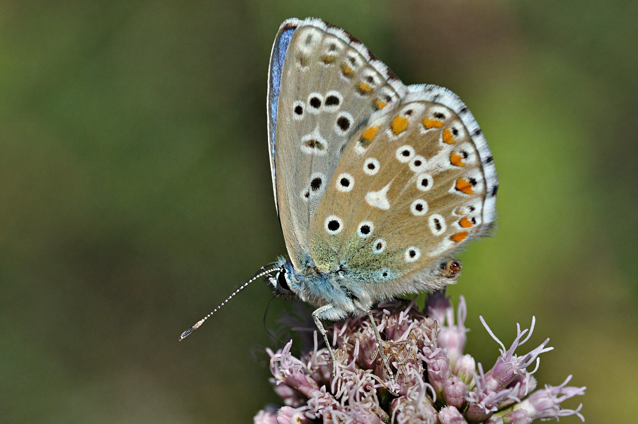 foto B034002, © Adriaan van Os, Montferrer 24-08-2017, altitud 800 m, ♂ Polyommatus bellargus