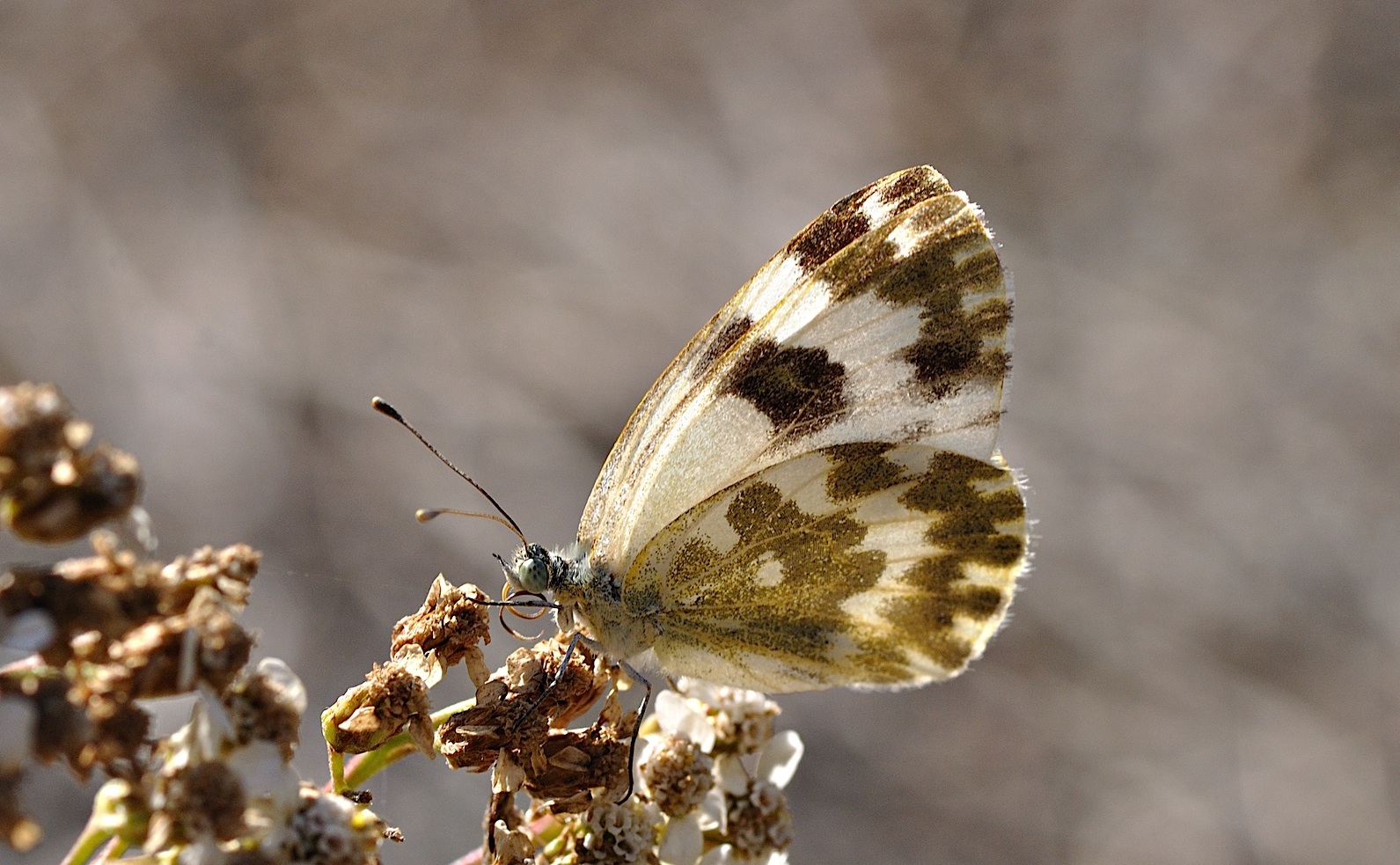 Foto B034030, © Adriaan van Os, Montferrer 24-08-2017, H�he 800 m, Pontia daplidice