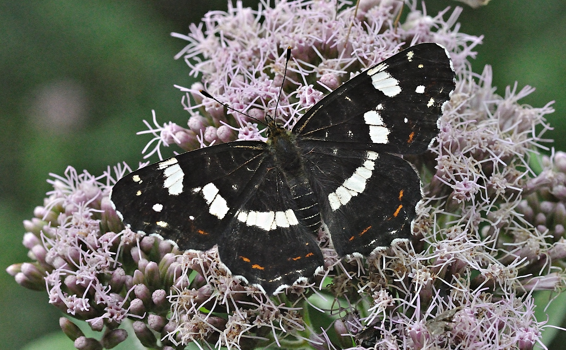 foto B034336, © Adriaan van Os, Prats-de-Mollo 28-08-2017, altitud 900 m, ♂ Araschnia levana
