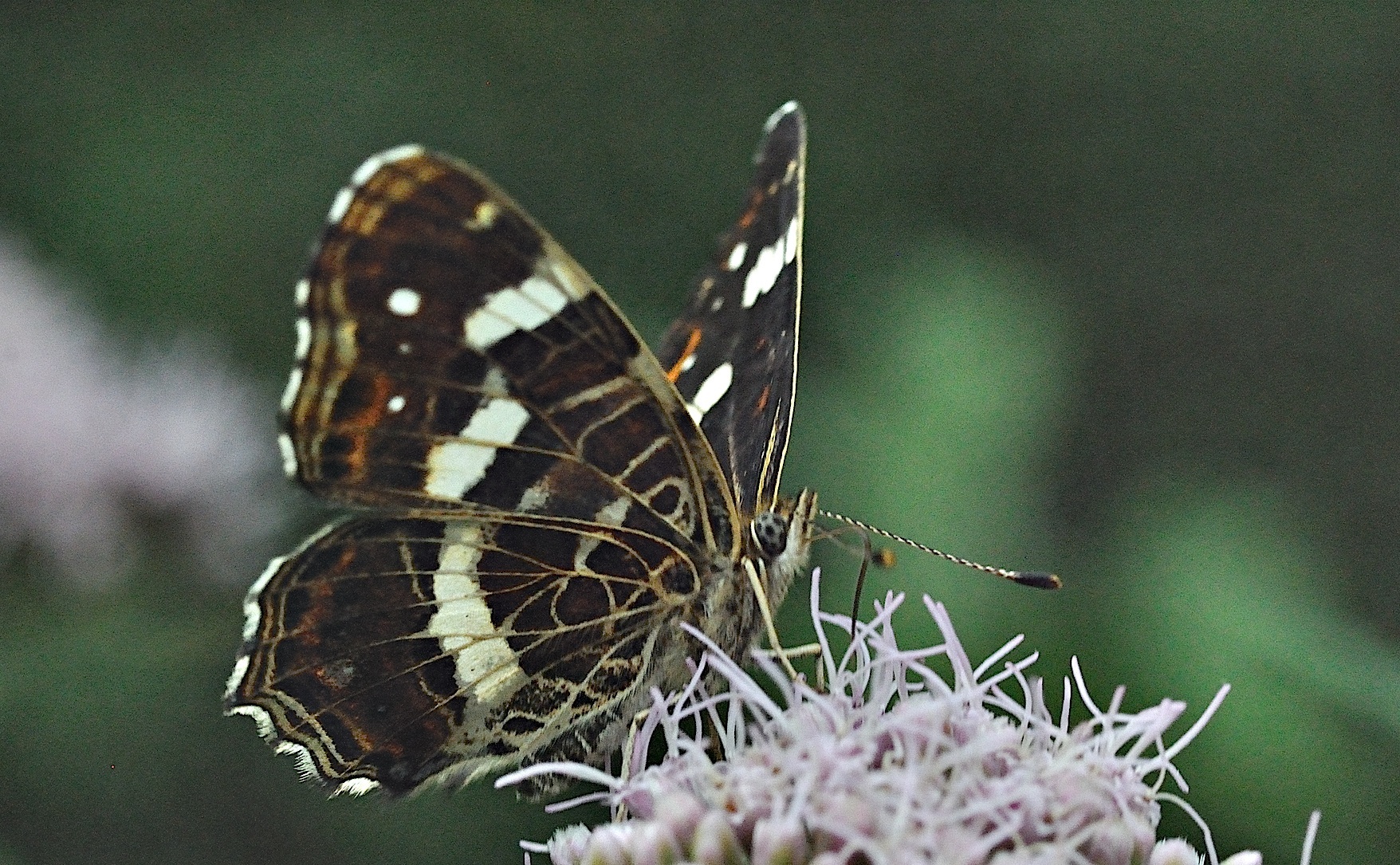 foto B034416, © Adriaan van Os, Prats-de-Mollo 28-08-2017, altitud 900 m, Araschnia levana