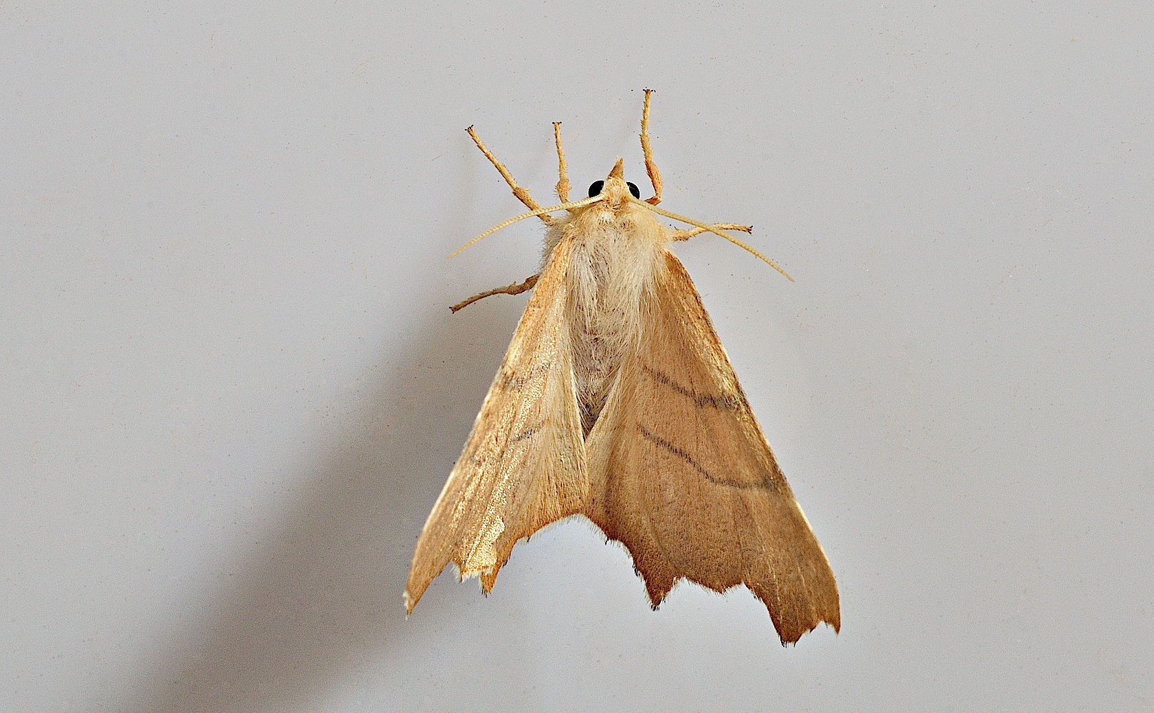 photo B034518, © Adriaan van Os, Corsavy 28-08-2017, altitudo 800 m, Ennomos erosaria