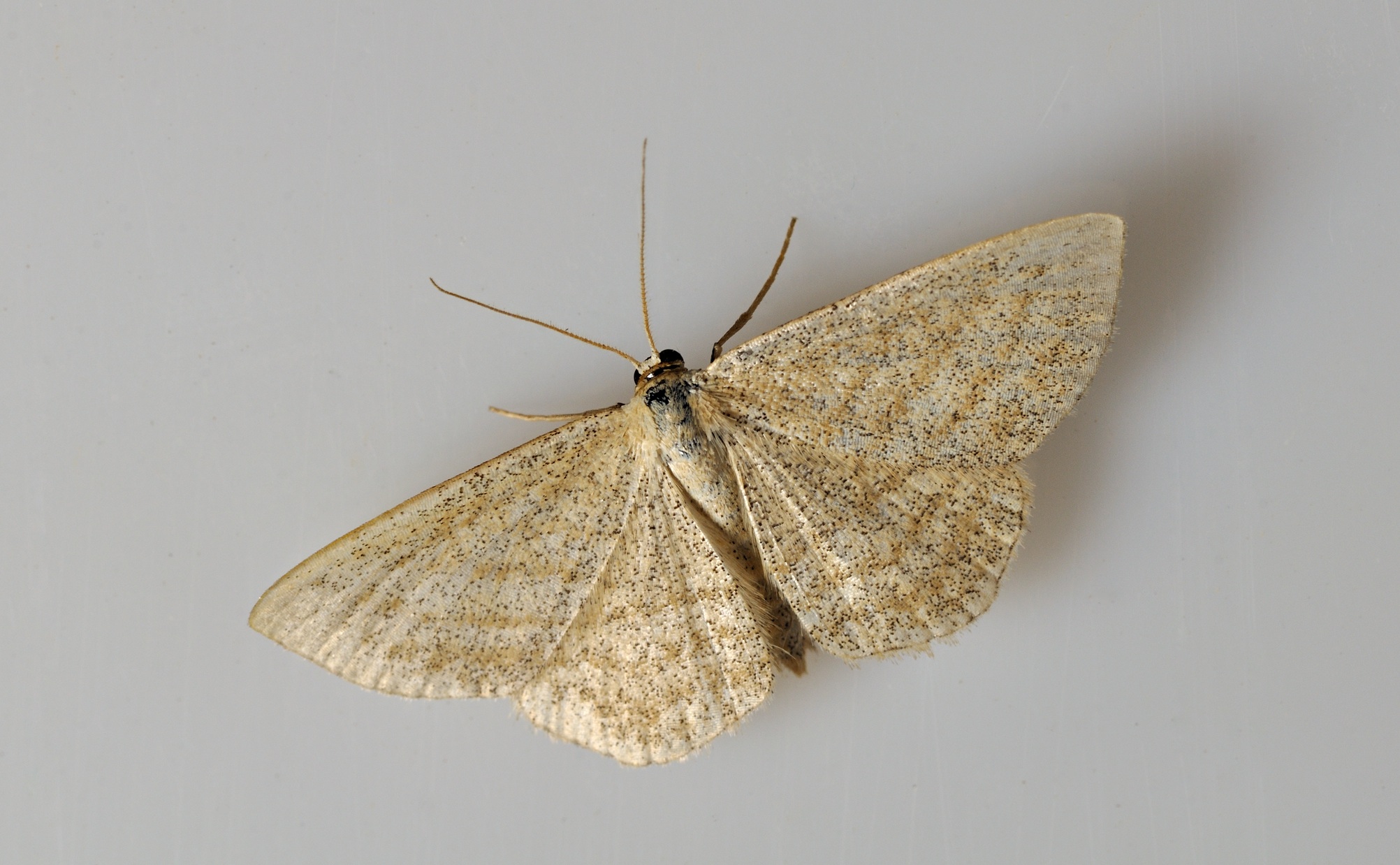 photo B034663, © Adriaan van Os, Corsavy 28-08-2017, altitude 800 m, Scopula immutata ?