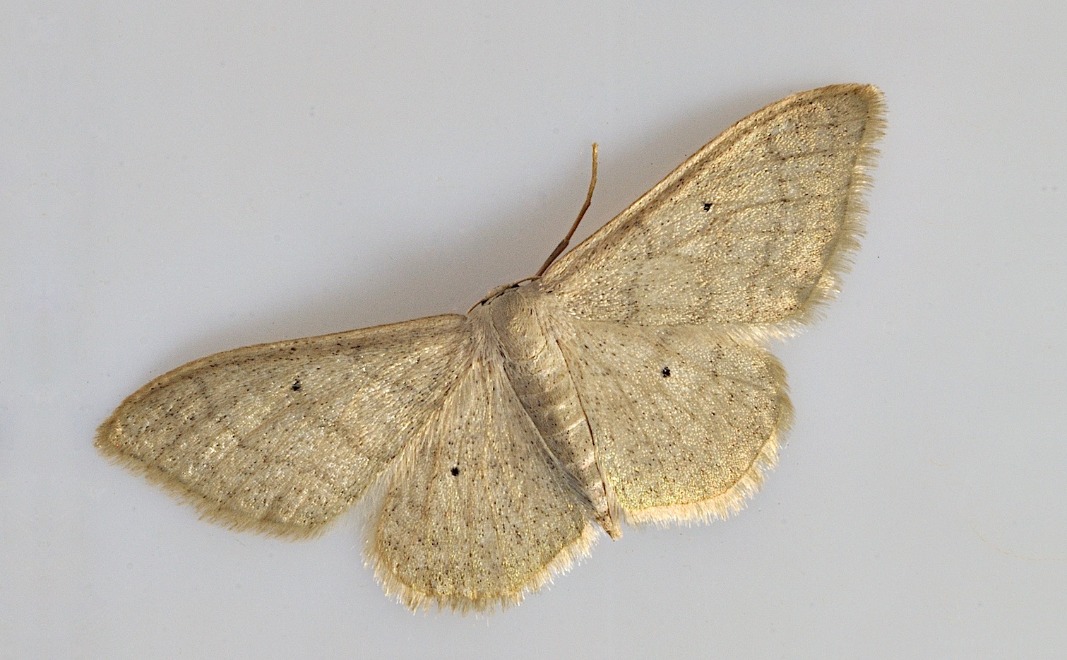 photo B034725, © Adriaan van Os, Corsavy 28-08-2017, altitudo 800 m, Idaea straminata ?